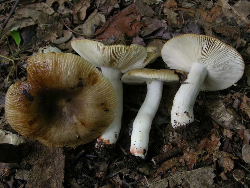 Russulaceae di oggi, 07 Giugno.